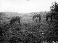 lamminmaki(101)